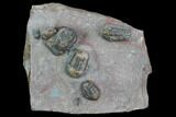 Cluster Of Proetid (Timsaloproetus?) Trilobites - Jorf, Morocco #125279-6